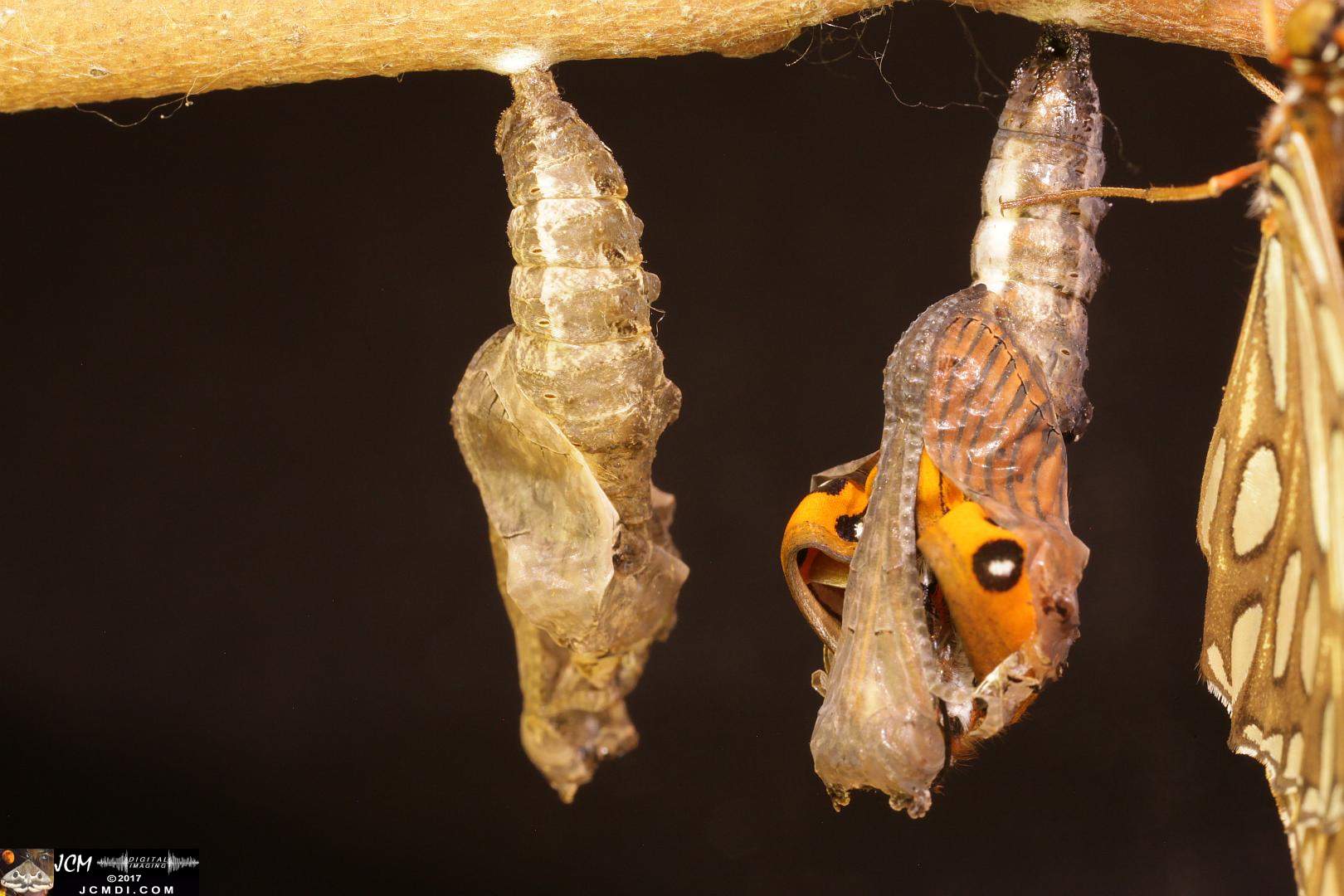 Gulf Fritillary butterfly pupa emerging, extreme macro, from the 4K video 